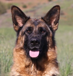 Xantana vom Frankengold