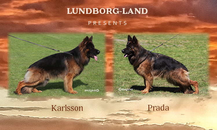 Karlsson x Prada Litter