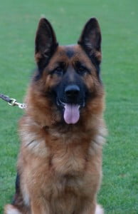 Heidi vom Lundborg-Land | Lundborg-Land German Shepherd Dogs Heidi vom Lundborg-Land