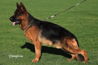 Quark di Casa Gloria