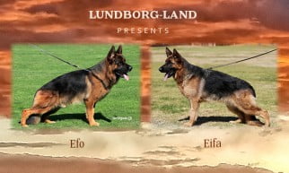 Efo x Eifa (Ellie) LItter