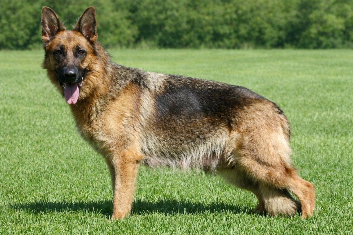 Questa vom Lundborg-Land