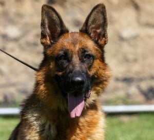 Questa vom Lundborg-Land