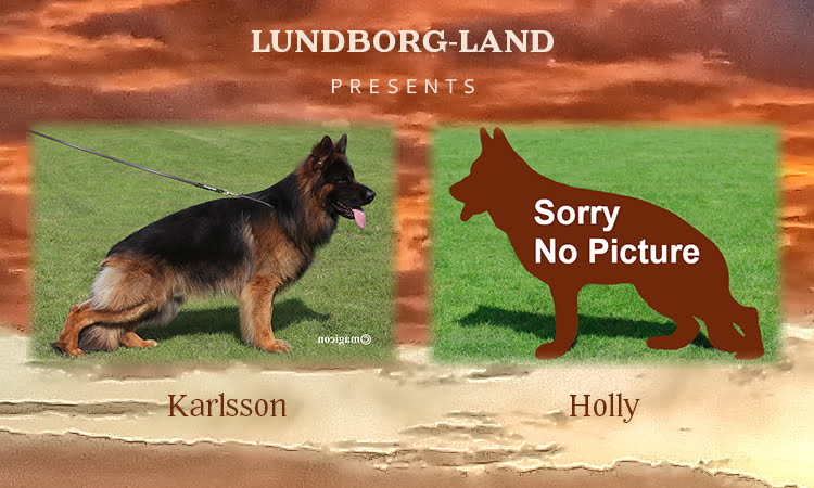 Karlsson x Holly Litter