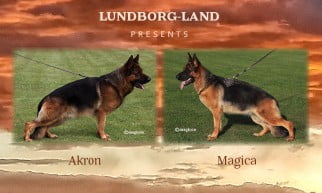 Akron x Magica LItter