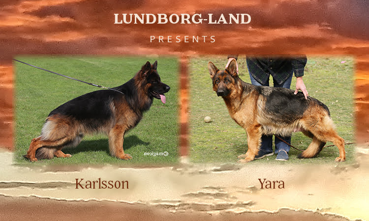 Karlsson x Yara Litter