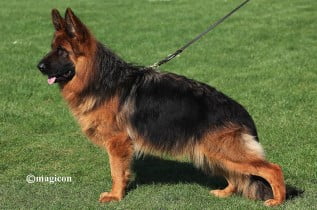 Bella vom Glockenbrink