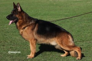 Rico du Val D’Anzin