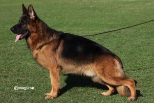 Rico du Val D’Anzin