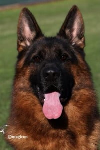 Rico du Val D'Anzin hd-1 | Lundborg-Land German Shepherd Dogs Rico du Val D’Anzin