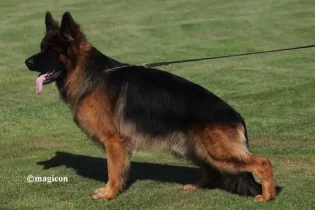 Zitan vom Repitition