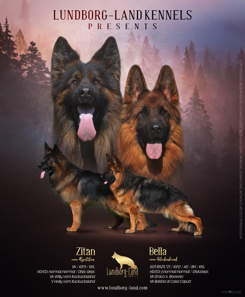 Zitan x Bella Litter