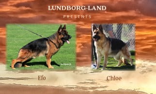 Efo x Chloe Litter
