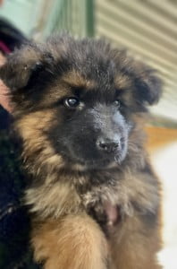 Karlsson x Yara Female Puppy