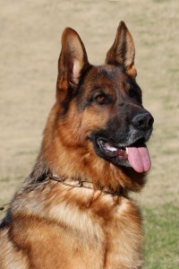 Addy vom Lundborg-Land | Lundborg-Land German Shepherd Dogs