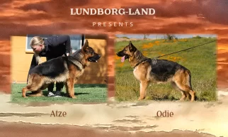 Atze x Odie Litter | Lundborg-Land German Shepherd Dogs Atze x Odie Litter