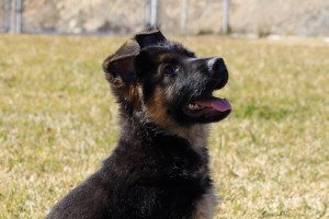 5A2656FA-0456-4AD5-8483-ED50BE939F84_1_105_c | Lundborg-Land German Shepherd Dogs