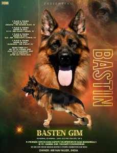 Gamba Gim puppy Basten Gim | Lundborg-Land German Shepherd Dogs Gamba Gim puppy Basten Gim