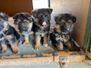 Atze x Zophia Litter