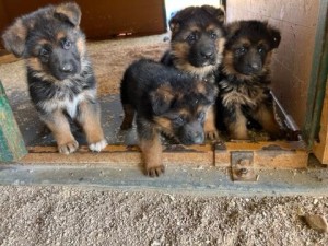 Atze x Zophia Litter