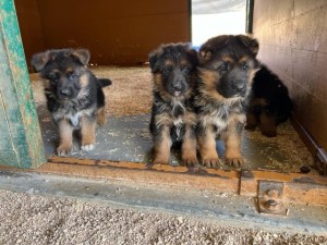 Atze x Zophia Litter