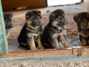 Atze x Zophia Litter