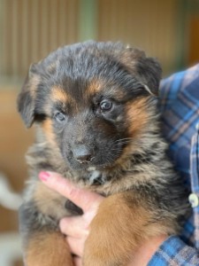 Atze x Zophia Litter