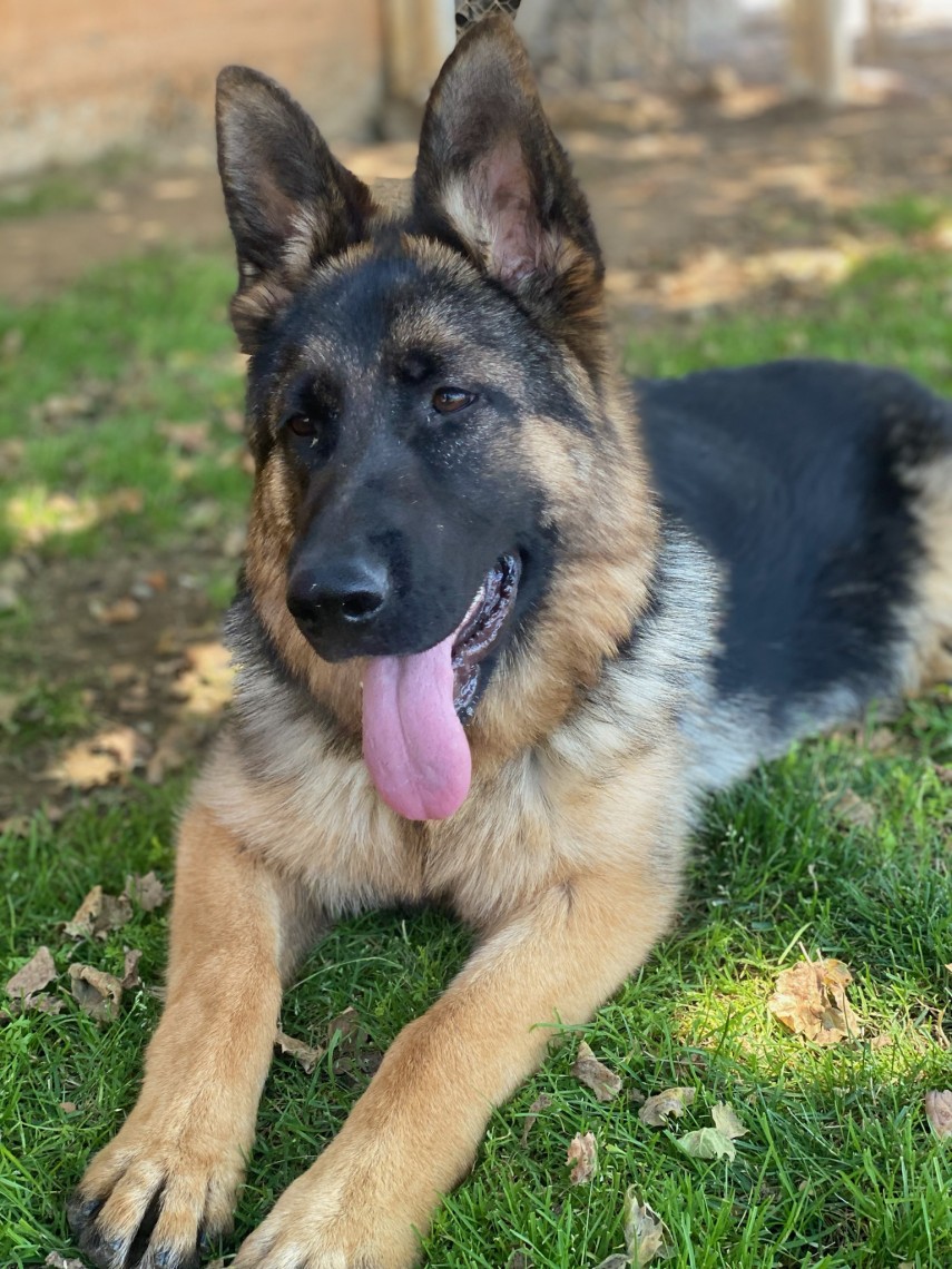 Biene1 | Lundborg-Land German Shepherd Dogs Biene