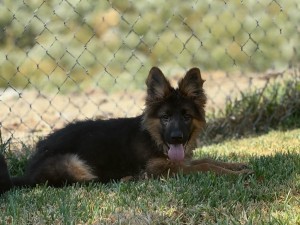 K x J Females 3.5 Months