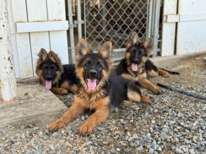 K x J Females 3.5 Months