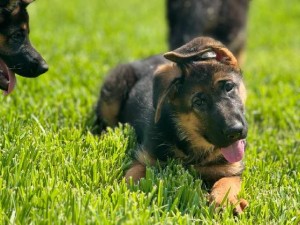 E x H Short Hair Pups