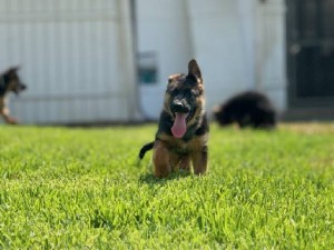 E x H Short Hair Pups