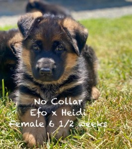Efo x Heidi Litter