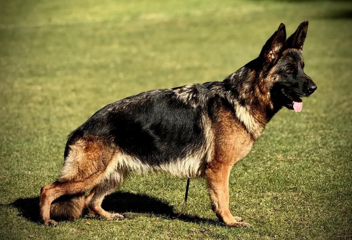 Frida von der Kriegerstadt | Lundborg-Land German Shepherd Dogs