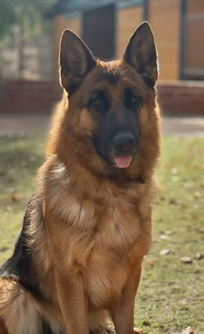 Onika vom Lundborg-Land | Lundborg-Land German Shepherd Dogs Onika vom Lundborg-Land
