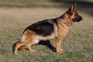 Urica vom Lundborg-Land | Lundborg-Land German Shepherd Dogs Urica vom Lundborg-Land