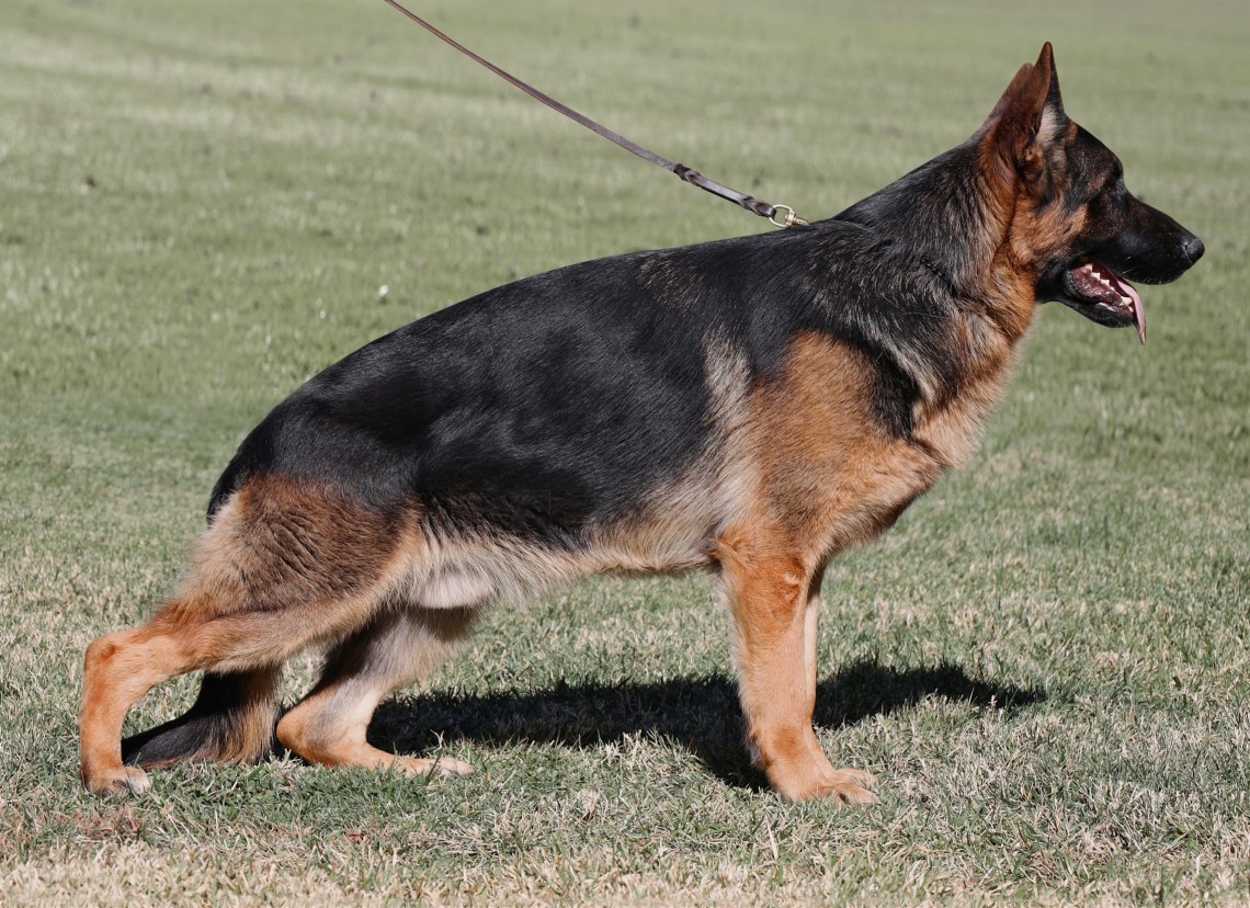 Willy vom Lundborg-Land | Lundborg-Land German Shepherd Dogs Willy vom Lundbor-Land