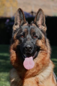 Josie vom Lundborg-Land