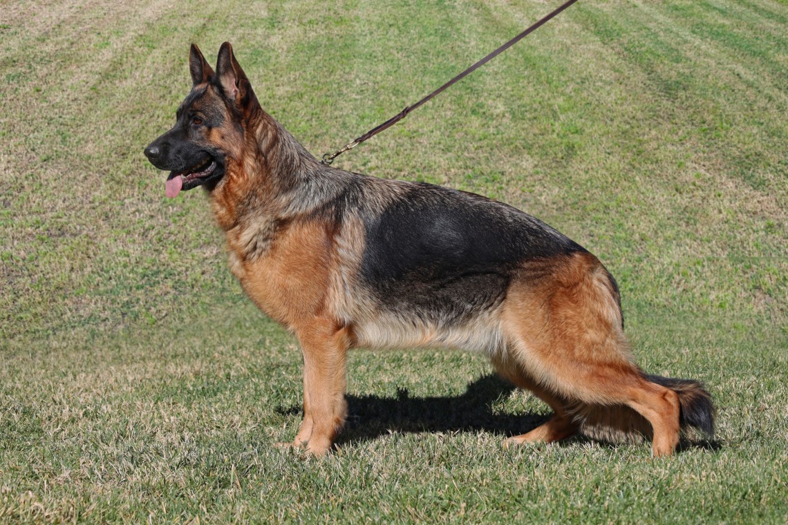 Josie vom Lundborg-Land