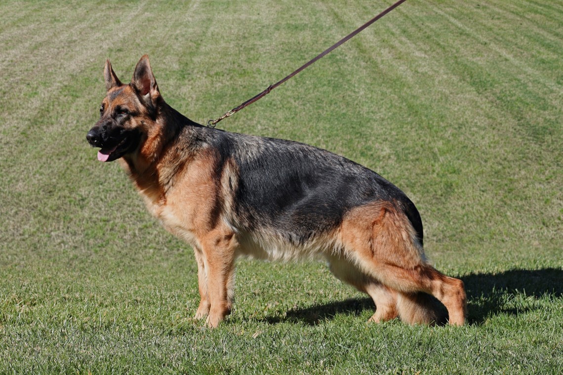 Tillie vom Lundborg-Land | Lundborg-Land German Shepherd Dogs Tillie vom Lundborg-Land