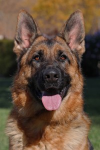 Tillie vom Lundborg-Land | Lundborg-Land German Shepherd Dogs Tillie vom Lundborg-Land