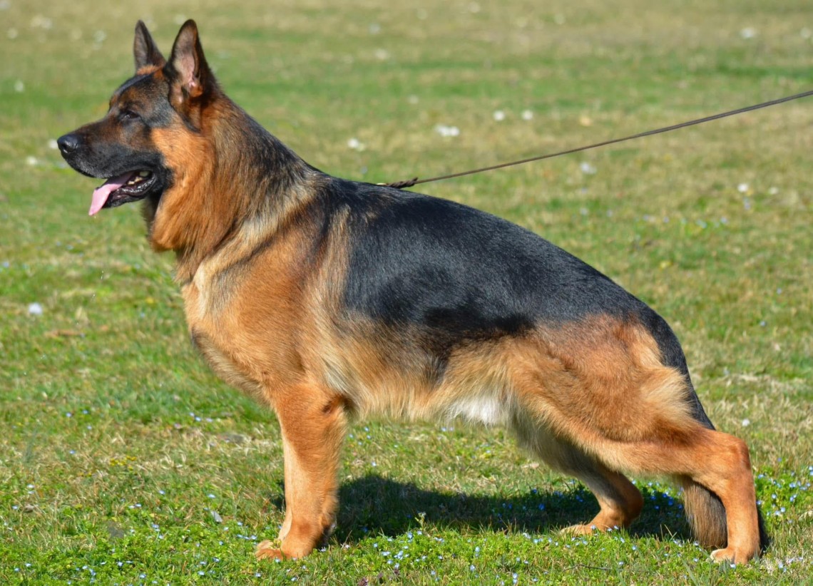 Ice Fixfrutta | Lundborg-Land German Shepherd Dogs Ice Fixfrutta