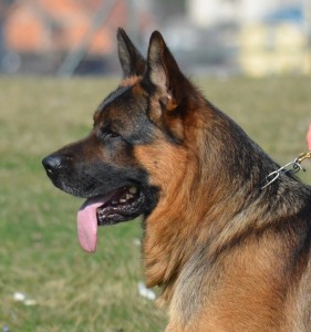 Ice Fixfrutta | Lundborg-Land German Shepherd Dogs Ice Fixfrutta