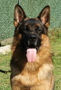 Ice Fixfrutta | Lundborg-Land German Shepherd Dogs Ice Fixfrutta