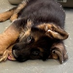 IMG_2030 | Lundborg-Land German Shepherd Dogs