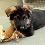 IMG_2033 | Lundborg-Land German Shepherd Dogs