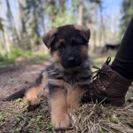 IMG_2957 | Lundborg-Land German Shepherd Dogs