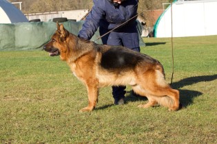 Xander vom Haus Rohner | Lundborg-Land German Shepherd Dogs Xander vom Haus Rohner