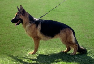 Petra vom Lundborg-Land | Lundborg-Land German Shepherd Dogs Petra vom Lundborg-Land