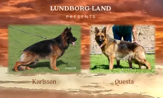 Karlsson x Questa Litter | Lundborg-Land German Shepherd Dogs Karlsson x Questa Litter